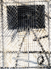 Load image into Gallery viewer, Hunt Slonem’s black and white parrot oil painting “Untitled (Black & Grey Parrot),”  painted in 1991 in oil paint on canvas measuring 24 x 18 inches. Wall art by Hunt Slonem for sale at Manolis Projects gallery.